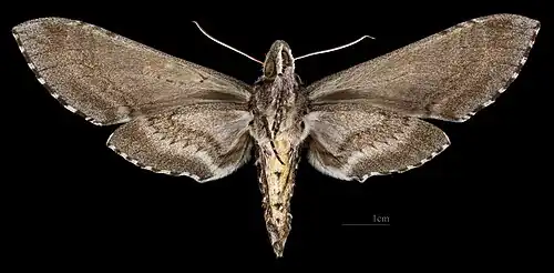 Manduca diffissa zischkai revers du mâle