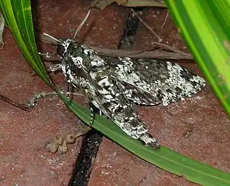 Description de cette image, également commentée ci-après