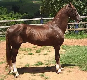 Mangalarga Paulista de robe alezan
