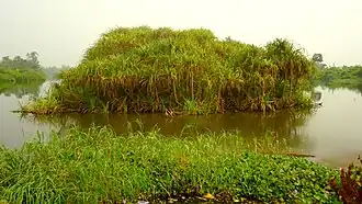 Mangrove Bonaberi