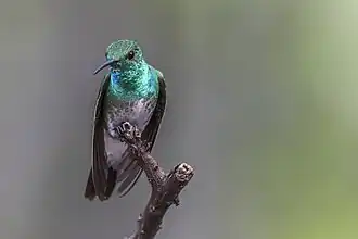 Description de l'image Mangrove Hummingbird ♂.jpg.