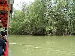 Mangrove de Guacalillo