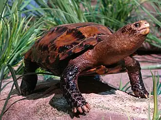 Description de l'image Manouria impressa specimen.jpg.