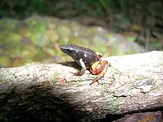 Description de l'image Mantella bernhardi 01.jpg.