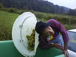 Vidage de la bouille