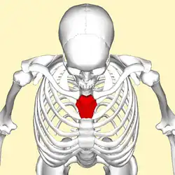 Manubrium sternal représenté en rouge