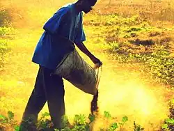 Manure dans des plaines inondées, 2015.