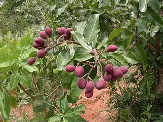 Description de cette image, également commentée ci-après