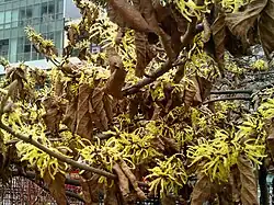 Hamamelis x intermedia (Hamamelidaceae)