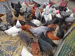 Volailles de Bresse, du marché de Louhans.