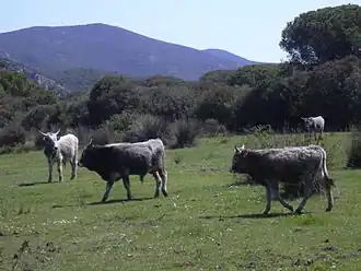 groupe de jeunes boivns gris dans une prairie pauvre avec des buissons et des joncs.