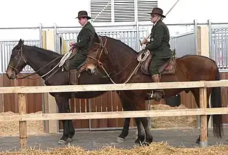 Duo de butteri à l'arrêt, vus de profil.