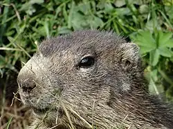 Marmotte dans le parc national de la Vanoise.
