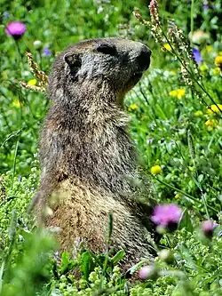 Marmotte dans le parc national de la Vanoise.