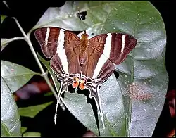 Marpesia orsilochus, vue dorsale (recto), Guyane française