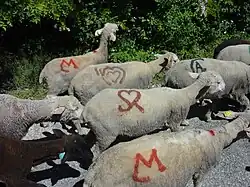 Marques de bergers avec des cœurs.