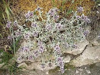 Description de l'image Marrubium supinum 1 (Espagne).JPG.