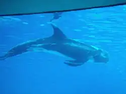 Dauphin de Risso en grande partie sombre.