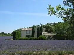 Champ de lavande en Drôme provençale.