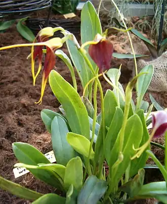 Description de l'image Masdevallia weberbaueri OrchidsBln0906.jpg.
