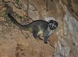 Paguma larvata lanigera à Assam, en Inde