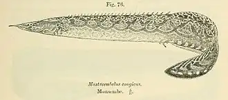 Description de l'image Mastacembelus congicus2.jpg.