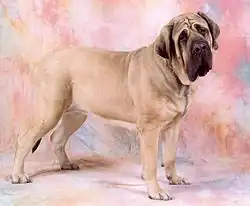 Mastiff.