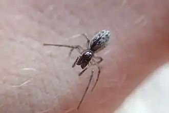 Description de l'image Matachia spp.jpg.