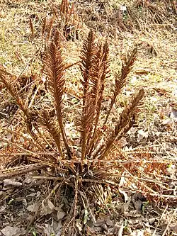 Frondes fertiles d'Onoclea struthiopteris en fin d'hiver.