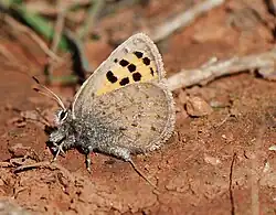 Tomares mauretanicus