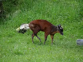 Description de l'image Mazama rufina2.JPG.