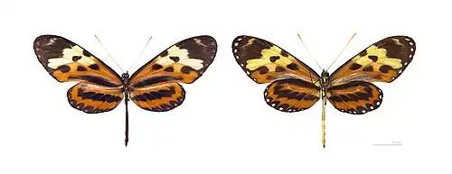 Mechanitis polymnia polymnia