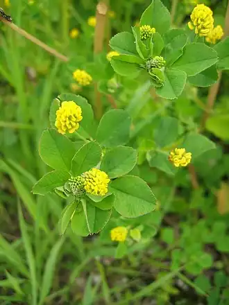 Feuilles vertes et fleurs jaunes d'une Luzerne lupuline.