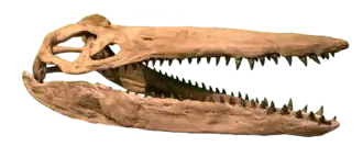 Moulage reconstituant le crâne holotype de Megacephalosaurus.