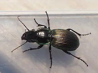 Description de cette image, également commentée ci-après