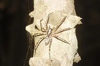 Description de l'image Megalostrata sp.jpg.