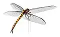 Meganeura monyi, un méganisoptère de 75 cm d'envergure.