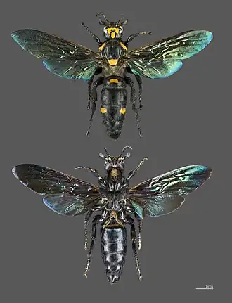 Description de cette image, également commentée ci-après