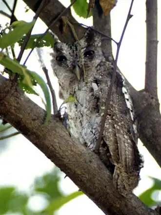 Description de cette image, également commentée ci-après