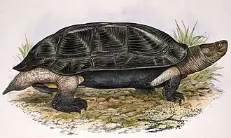 Description de l'image Melanochelys trijuga.jpg.