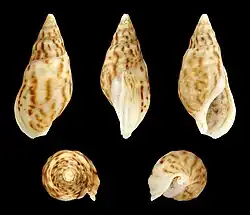 Melanopsis foleyi (Melanopsidae).