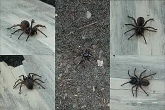 Description de l'image MelbourneTrapdoorSpider-composite-scale.jpg.