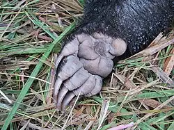 Patte charnue avec 5 grosses griffes