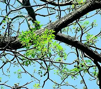 Description de cette image, également commentée ci-après