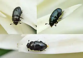 Description de cette image, également commentée ci-après