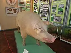 Cochon empaillé.