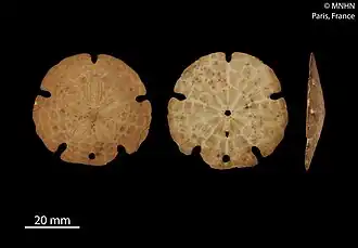 Mellitella stokesii (Mellitidae).