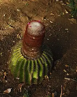 Individu en fleurs, sur l'île de La Désirade (Guadeloupe)
