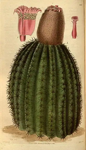 Description de l'image Melocactus intortus.jpg.