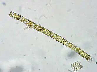 Description de l'image Melosira varians.jpeg.